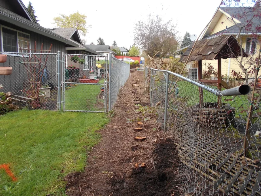 Large residential stump, before stump grinding